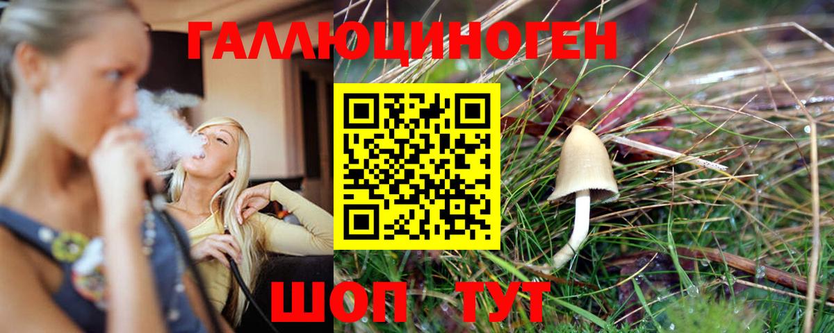 Галлюциногенные грибы Psilocybine cubensis Северобайкальск