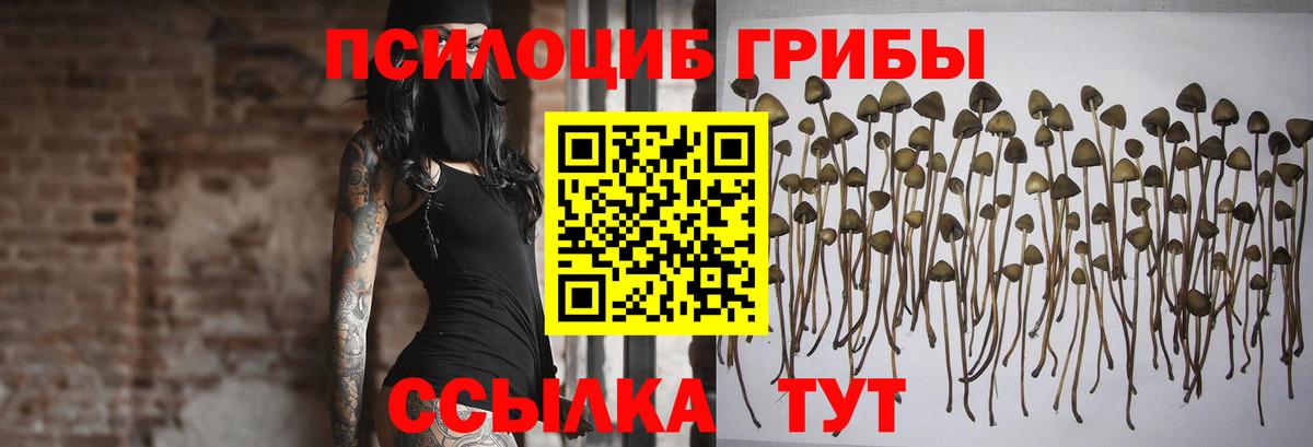 Псилоцибиновые грибы Psilocybe  цена   Вход с VPN  Северобайкальск  Псилоцибиновые грибы прущие грибы 